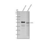 Anti-Zebrafish SLC2A1A Antibody Picoband® Boster Bio