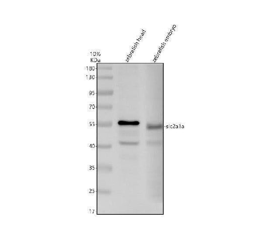 Anti-Zebrafish SLC2A1A Antibody Picoband® Boster Bio