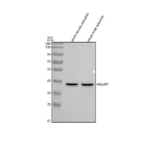 Anti-Zebrafish DAZAP1 Antibody Picoband® Boster Bio