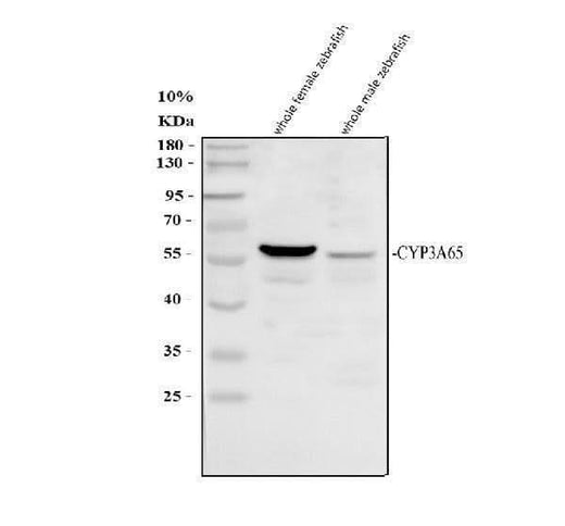 Anti-Zebrafish CYP3A65 Antibody Picoband® Boster Bio
