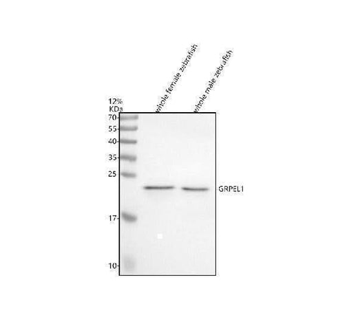 Anti-Zebrafish GRPEL1 Antibody Picoband® Boster Bio