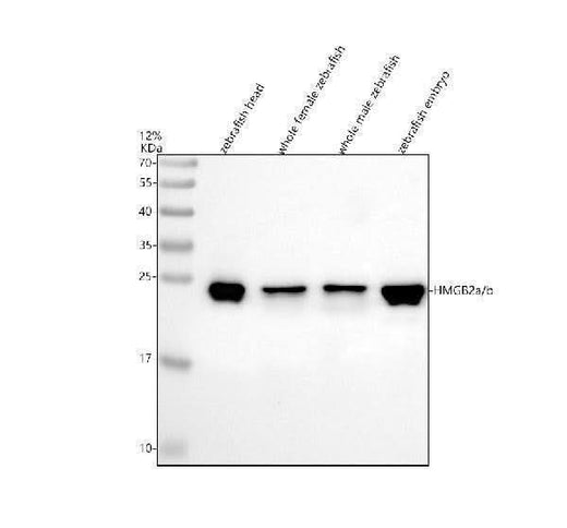 Anti-Zebrafish HMGB2a/b Antibody Picoband® Boster Bio
