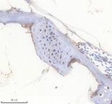 Anti-Zebrafish FGF20A Antibody Boster Bio