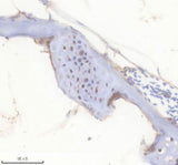 Anti-Zebrafish FGF20A Antibody Boster Bio