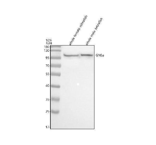 Anti-Zebrafish GNSa Antibody Picoband® Boster Bio