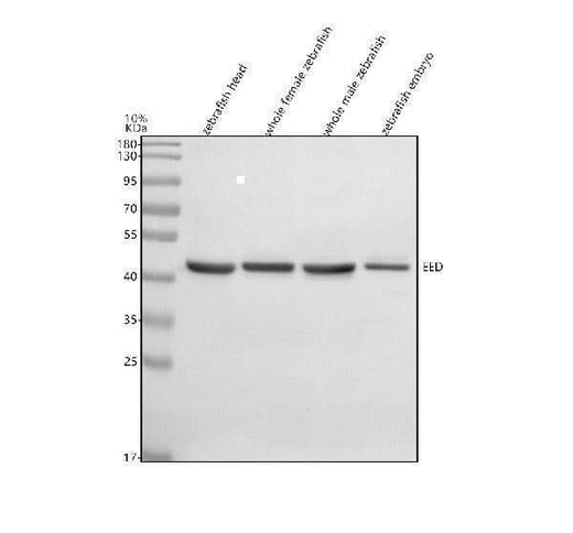 Anti-Zebrafish EED Antibody Picoband® Boster Bio