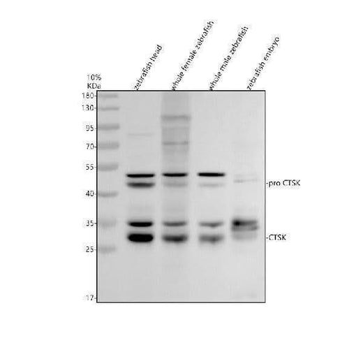 Anti-Zebrafish Cathepsin K/CTSK Antibody Picoband® Boster Bio