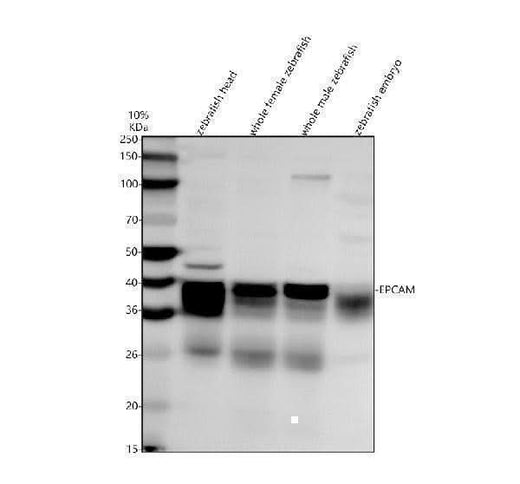 Anti-Zebrafish CD326/EPCAM Antibody Picoband® Boster Bio