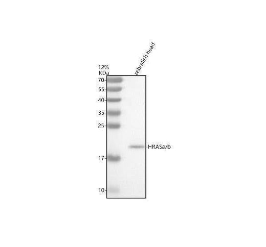 Anti-Zebrafish HRASa/b Antibody Picoband® Boster Bio