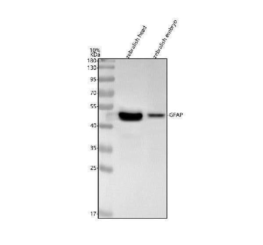 Anti-Zebrafish GFAP Antibody Picoband® Boster Bio