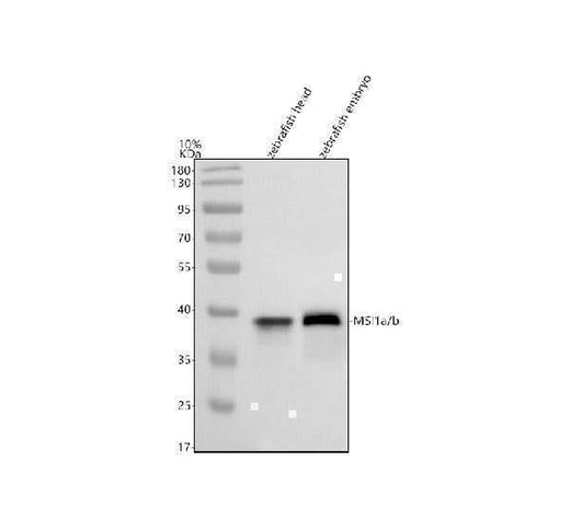 Anti-Zebrafish MSI1a/b Antibody Picoband® Boster Bio