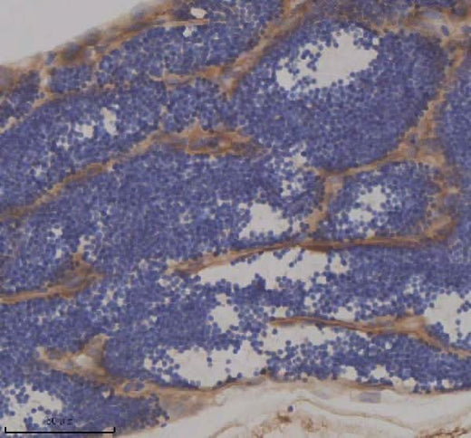 Anti-Zebrafish IFT172 Antibody Boster Bio