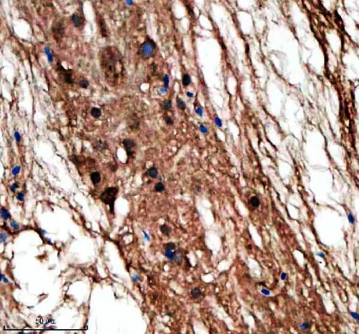 Anti-Zebrafish LIN9 Antibody Boster Bio