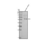 Anti-Zebrafish STIP1 Antibody Picoband® Boster Bio