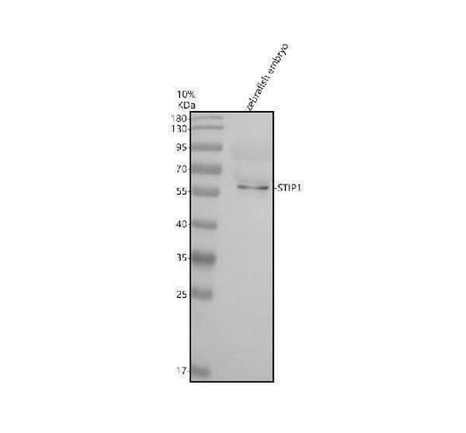 Anti-Zebrafish STIP1 Antibody Picoband® Boster Bio