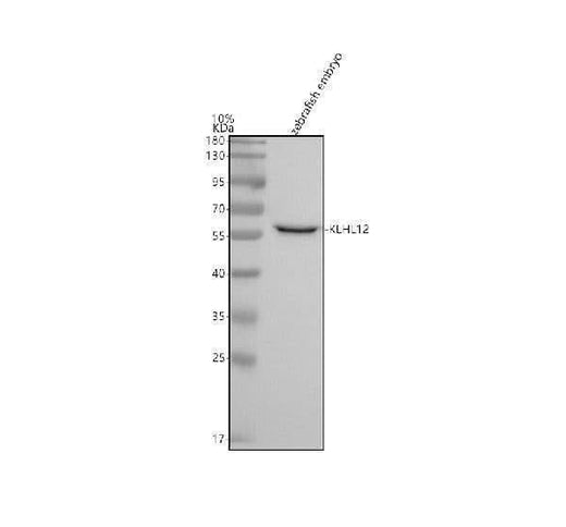 Anti-Zebrafish KLHL12 Antibody Picoband® Boster Bio