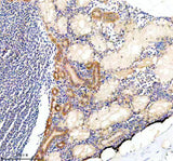 Anti-Zebrafish COPE Antibody Boster Bio