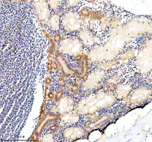 Anti-Zebrafish COPE Antibody Boster Bio