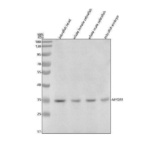Anti-Zebrafish MYD88 Antibody Picoband® Boster Bio
