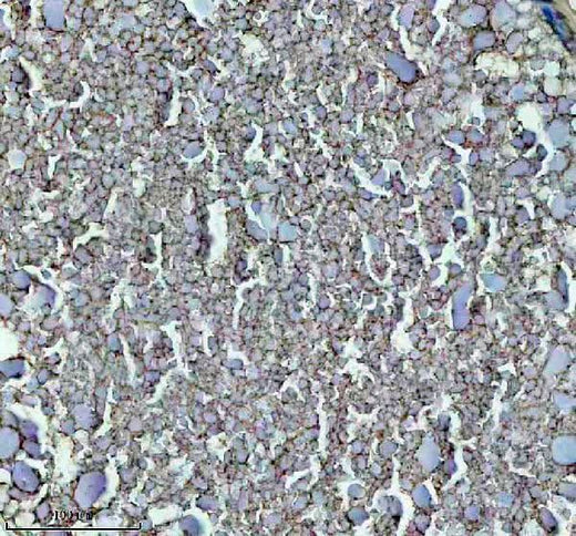 Anti-Zebrafish GNRH2 Antibody Boster Bio
