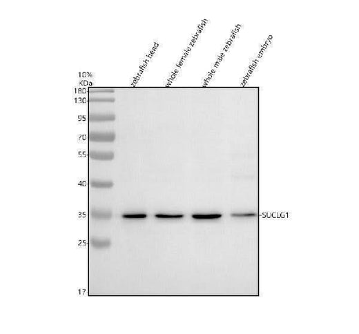 Anti-Zebrafish SUCLG1 Antibody Picoband® Boster Bio
