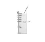 Anti-Zebrafish LIN7C Antibody Picoband® Boster Bio