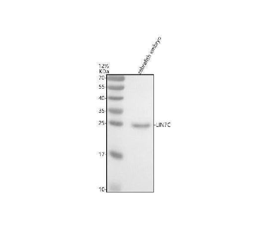 Anti-Zebrafish LIN7C Antibody Picoband® Boster Bio