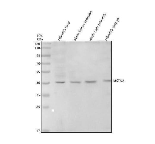 Anti-Zebrafish MSTNA Antibody Picoband® Boster Bio