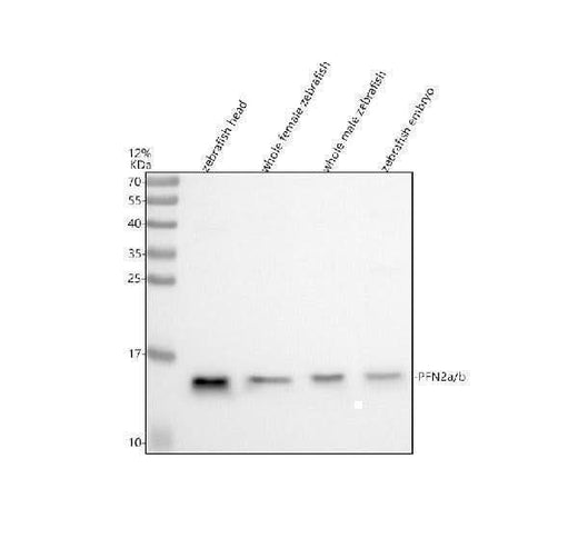 Anti-Zebrafish PFN2a/b Antibody Picoband® Boster Bio