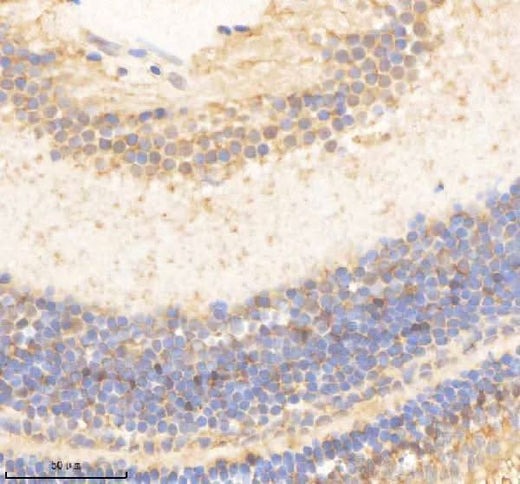 Anti-Zebrafish PSMC5 Antibody Boster Bio