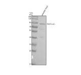 Anti-Zebrafish SUZ12a/b Antibody Boster Bio