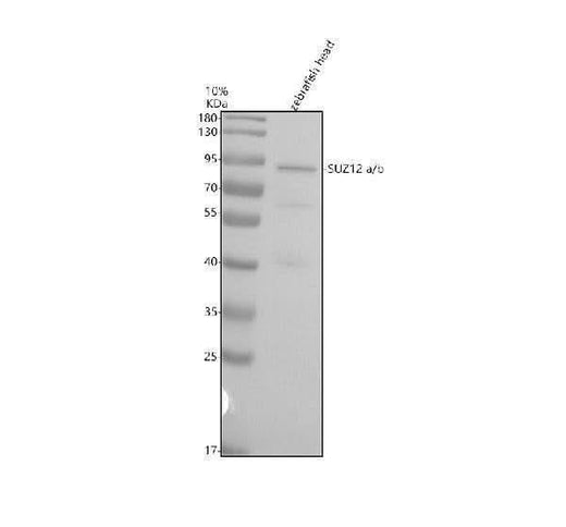 Anti-Zebrafish SUZ12a/b Antibody Boster Bio