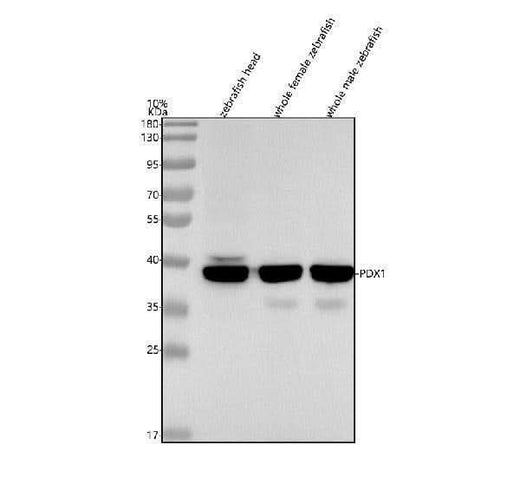Anti-Zebrafish PDX1 Antibody Picoband® Boster Bio