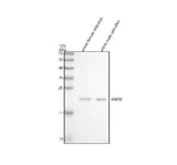 Anti-Zebrafish RAB10 Antibody Picoband® Boster Bio