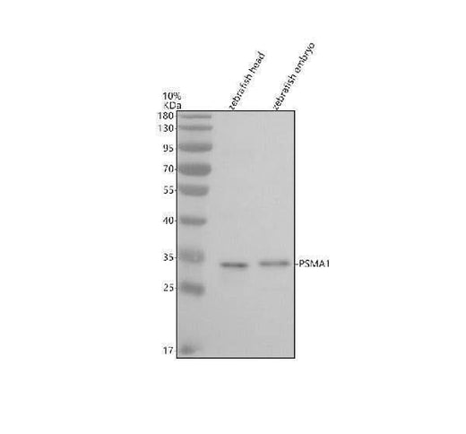 Anti-Zebrafish PSMA1 Antibody Picoband® Boster Bio
