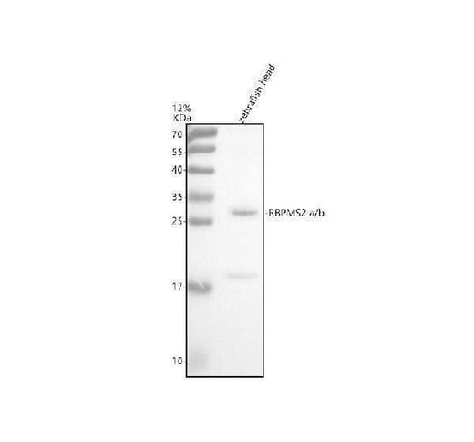 Anti-Zebrafish RBPMS2a/b Antibody Picoband® Boster Bio