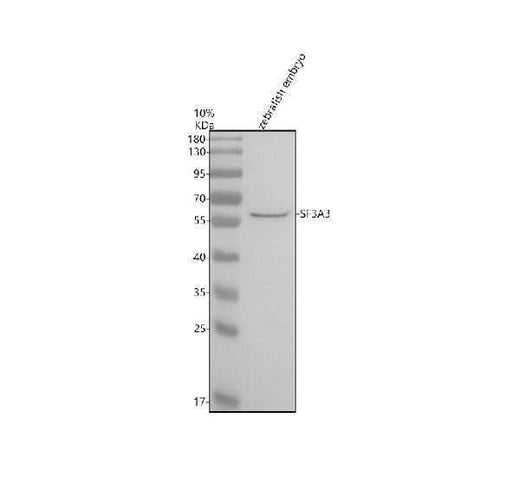 Anti-Zebrafish SF3A3 Antibody Picoband® Boster Bio