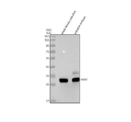 Anti-Zebrafish SOX3 Antibody Picoband® Boster Bio