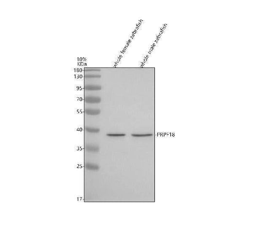 Anti-Zebrafish PRPF18 Antibody Picoband® Boster Bio