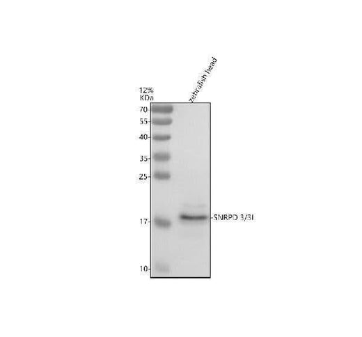 Anti-Zebrafish SNRPD3/3l Antibody Picoband® Boster Bio