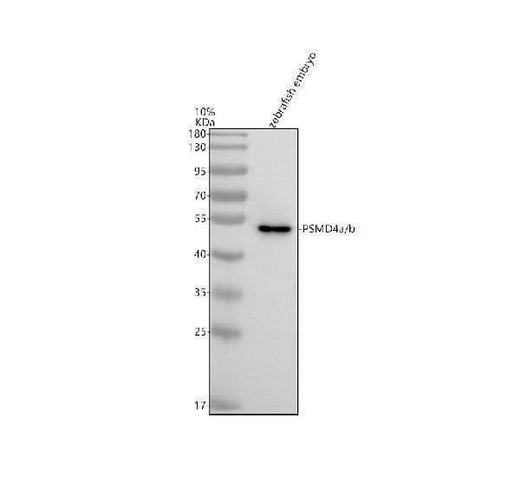 Anti-Zebrafish PSMD4a/b Antibody Picoband® Boster Bio