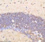 Anti-Zebrafish PSMD8 Antibody Boster Bio