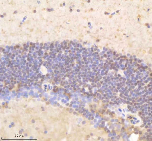Anti-Zebrafish PSMD8 Antibody Boster Bio