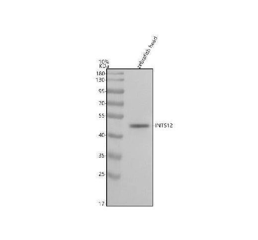 Anti-Zebrafish INTS12 Antibody Picoband® Boster Bio