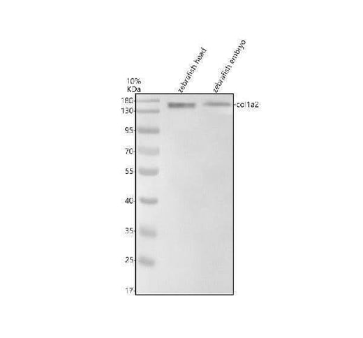 Anti-Zebrafish Collagen Type I/COL1A2 Antibody Picoband® Boster Bio