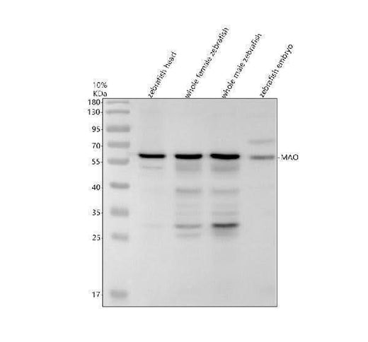 Anti-Zebrafish MAO Antibody Picoband® Boster Bio