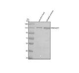 Anti-Zebrafish RAB3GAP1 Antibody Picoband® Boster Bio