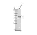 Anti-Zebrafish SF3B4 Antibody Picoband® Boster Bio