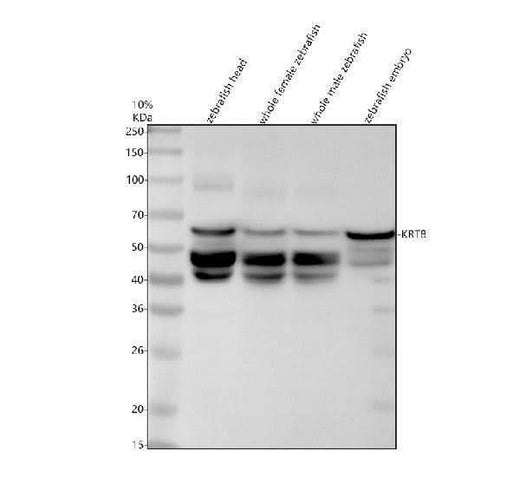 Anti-Zebrafish Cytokeratin 8/KRT8 Antibody Picoband® Boster Bio