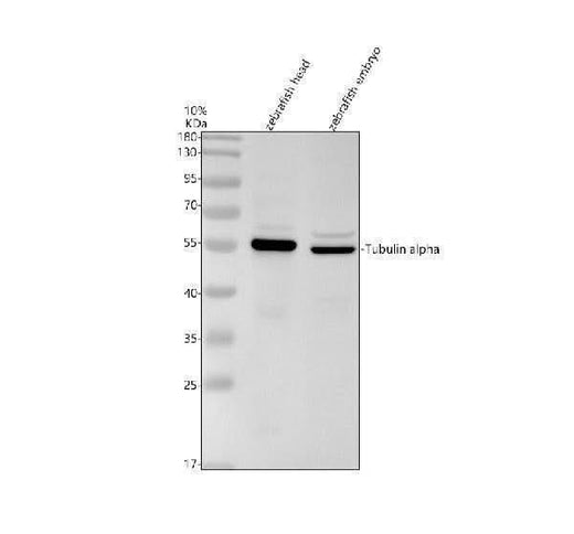 Anti-Zebrafish Alpha Tubulin/TUBA1A Antibody Picoband® Boster Bio